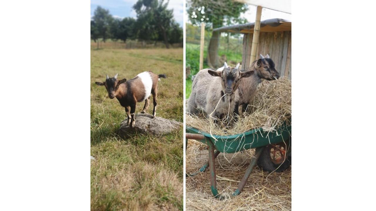 Villa Le Domaine De La Petite Chevre Ploumagoar Esterno foto